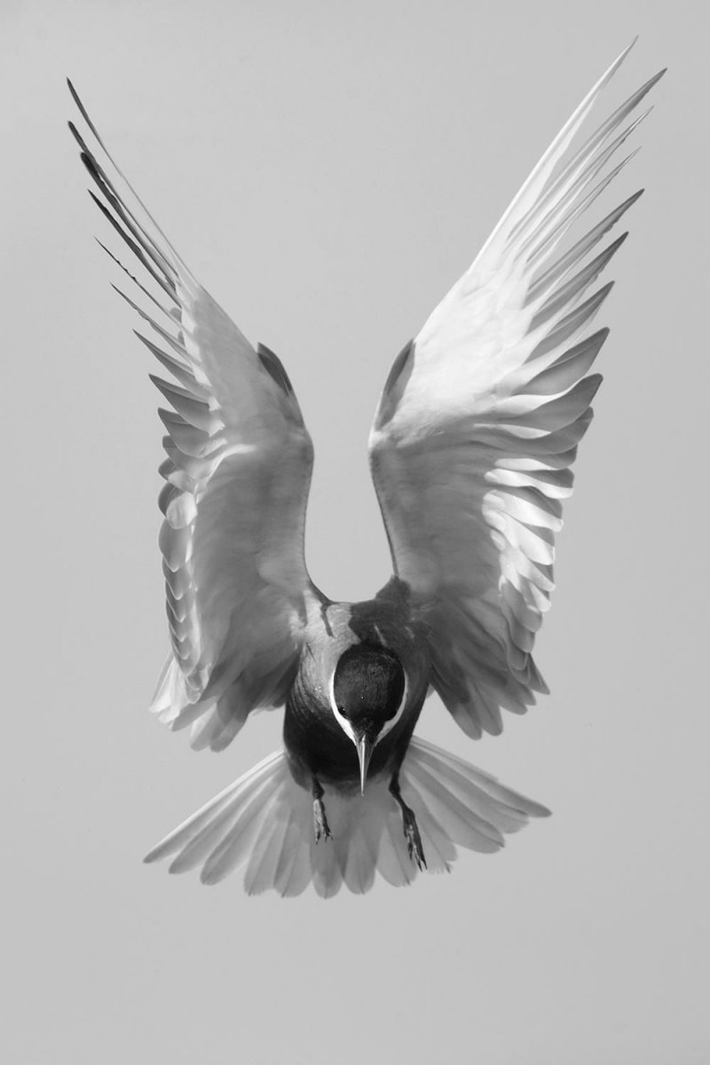 Взмах крыла птицы