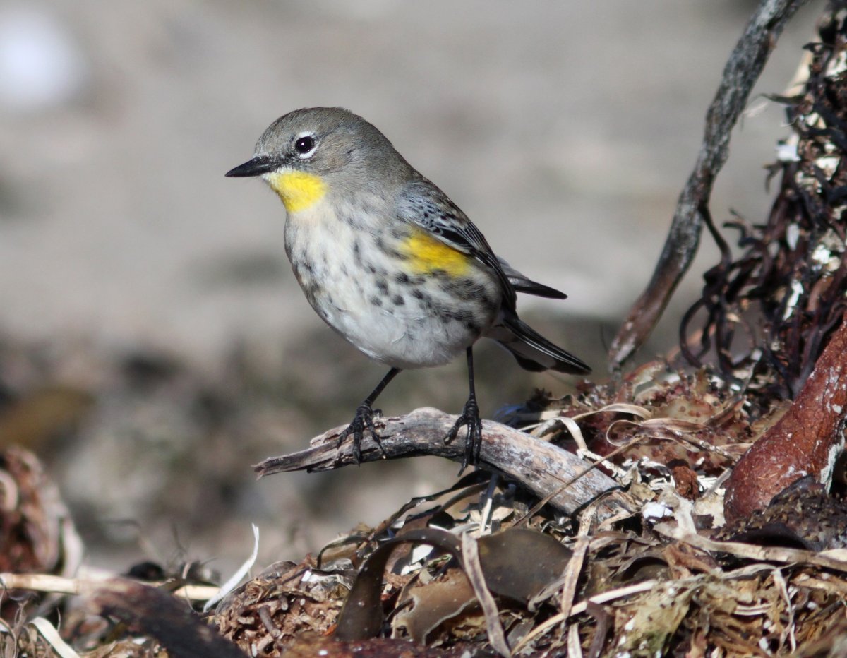 Птица Yellow Rumped Warbler
