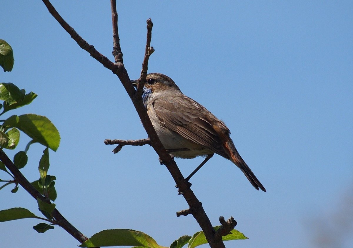 Маленькая серенькая птичка Алтая
