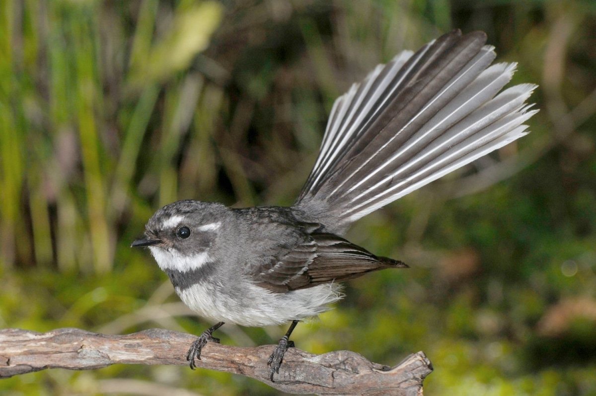 Серая трясогузка