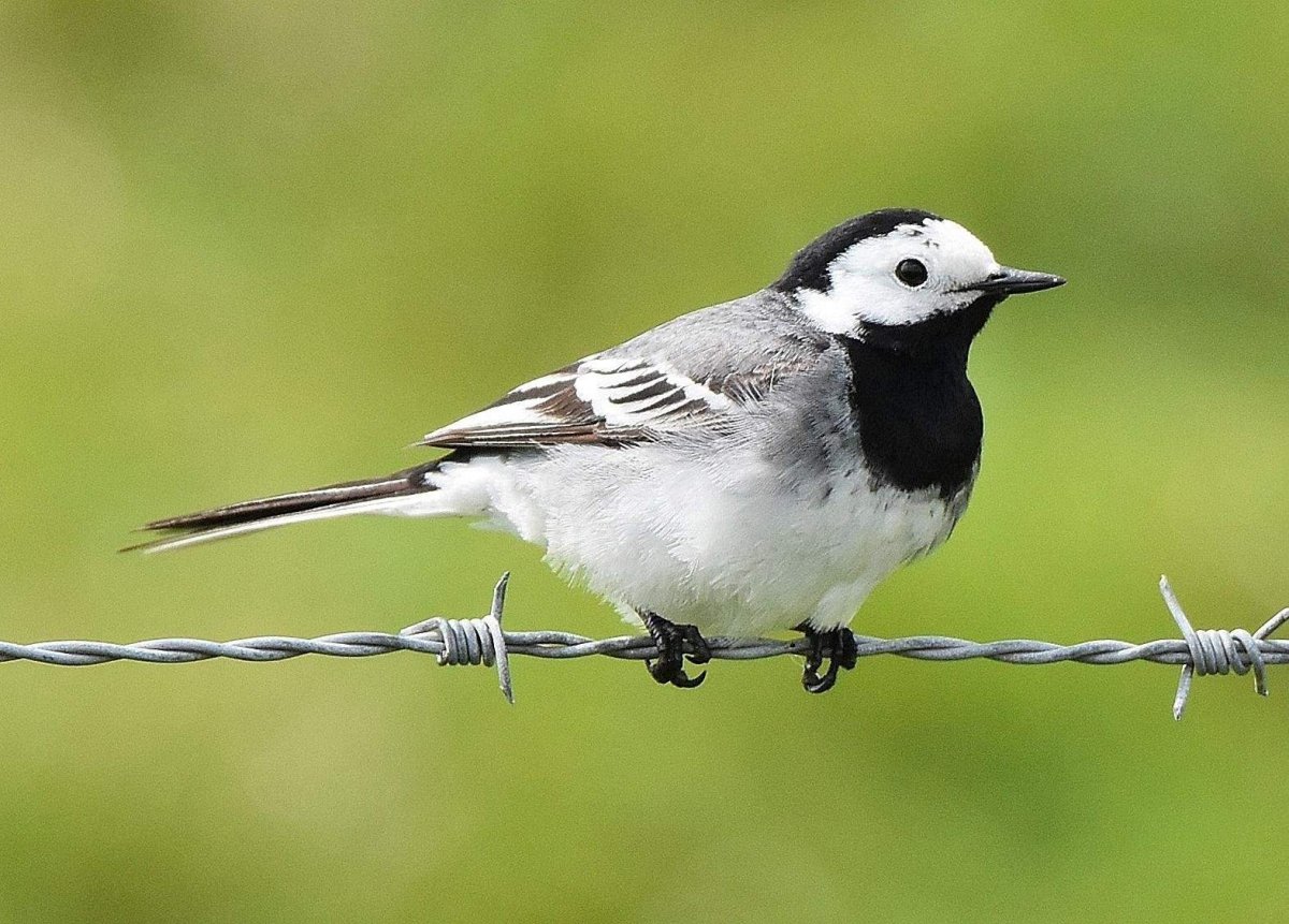 Белая трясогузка желтая трясогузка