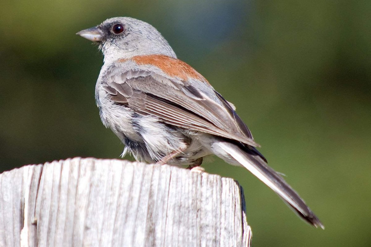 Серая птичка