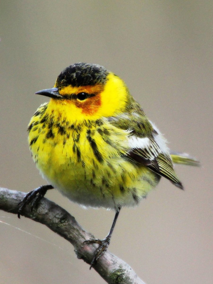 Маленькая пестрая желтая птичка