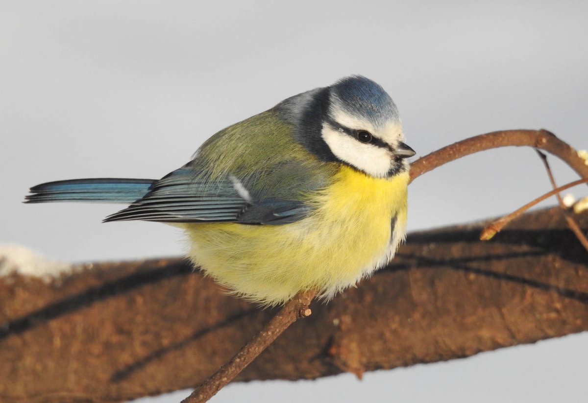 Cyanerpes caeruleus