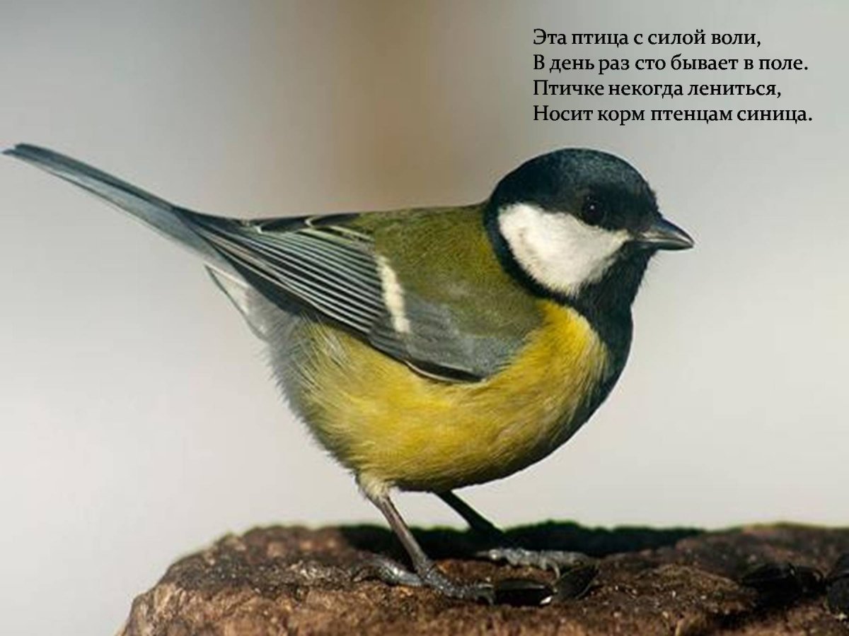 Синица зеленушка