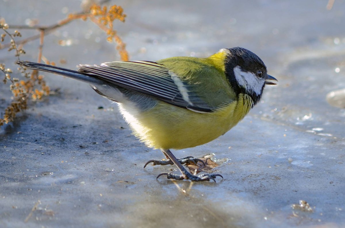 Большая синица