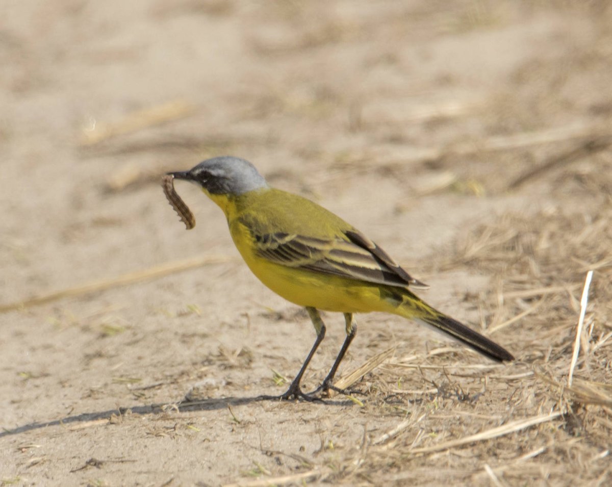 Желтая трясогузка