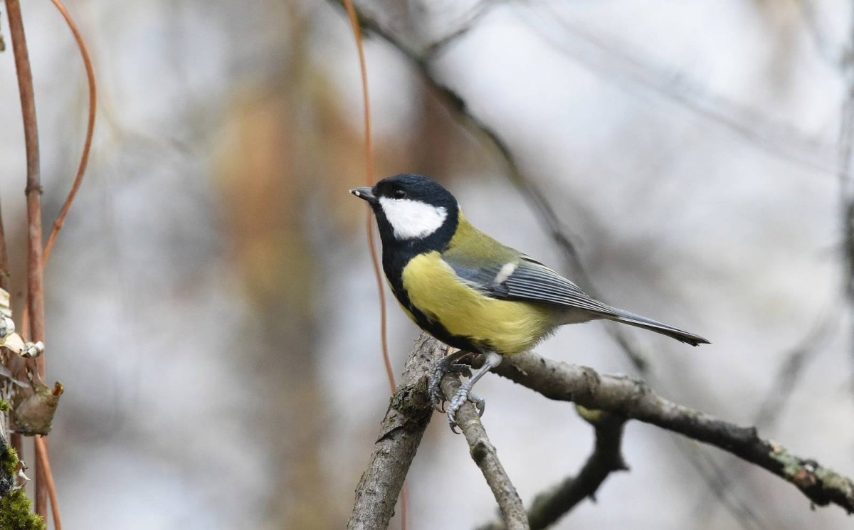 Синица зеленушка птица