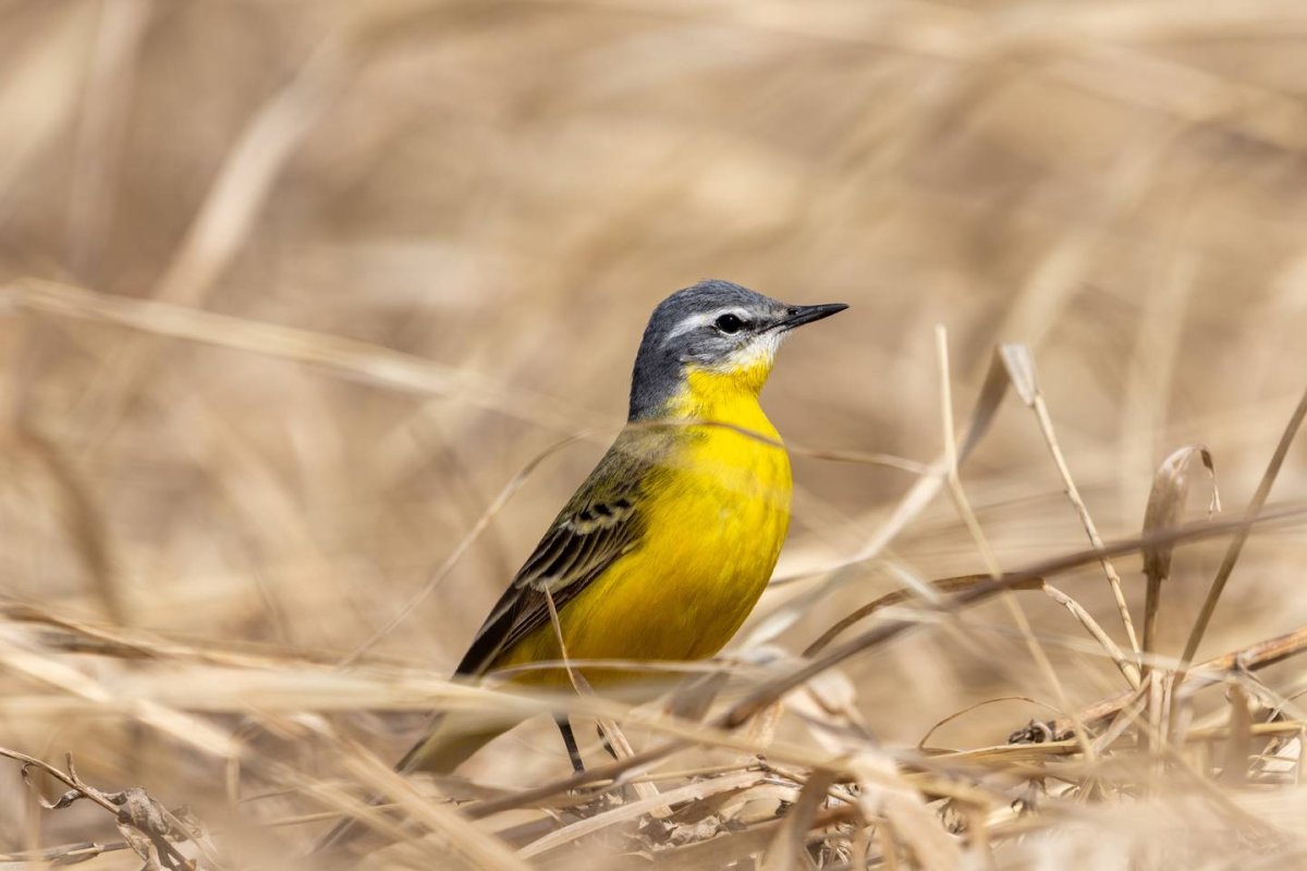 Желтая трясогузка