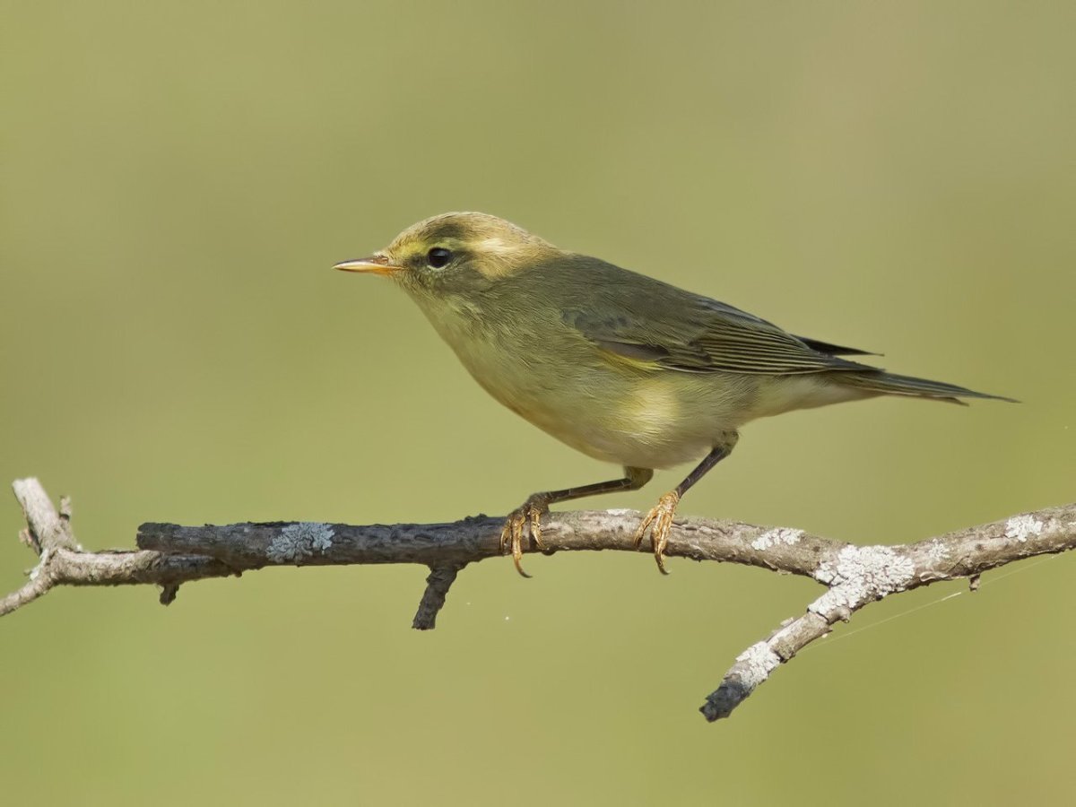 Пеночка - отряд воробьиные