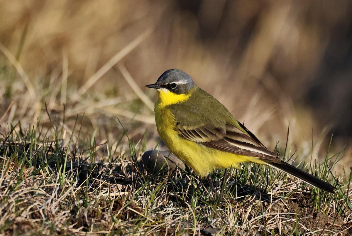 Берингийская трясогузка