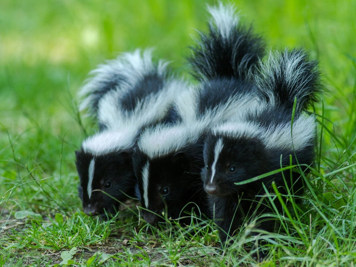 Полосатый скунс Северной Америки