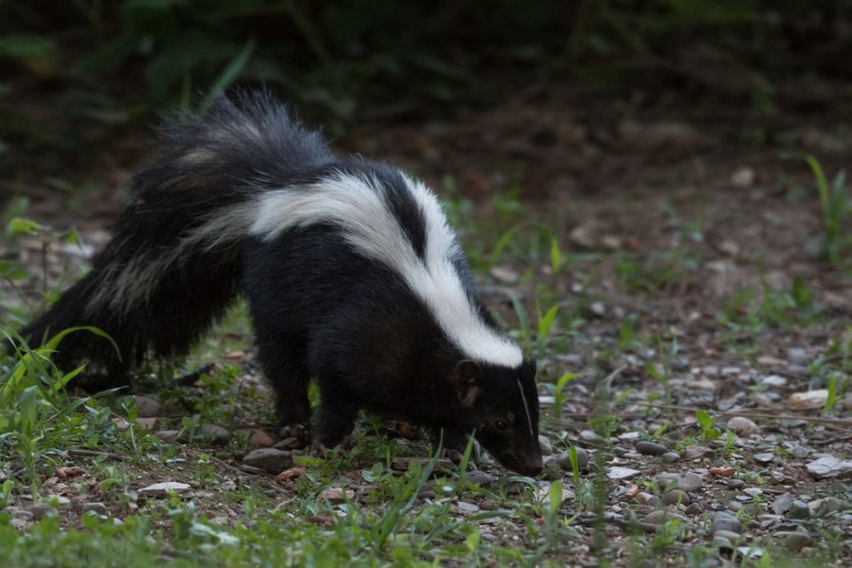 Австралийский скунс