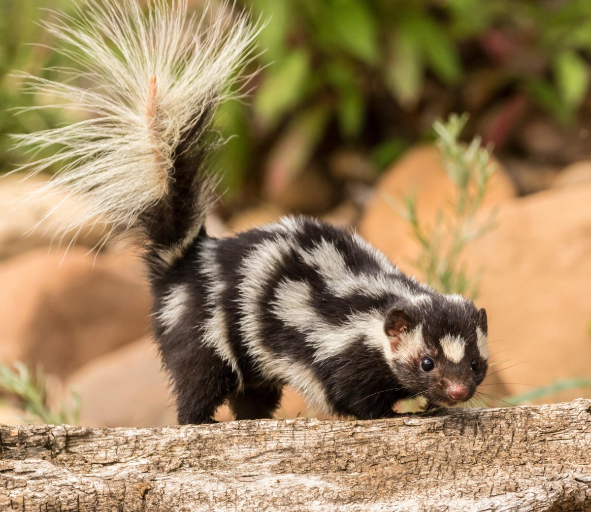 Малый скунс