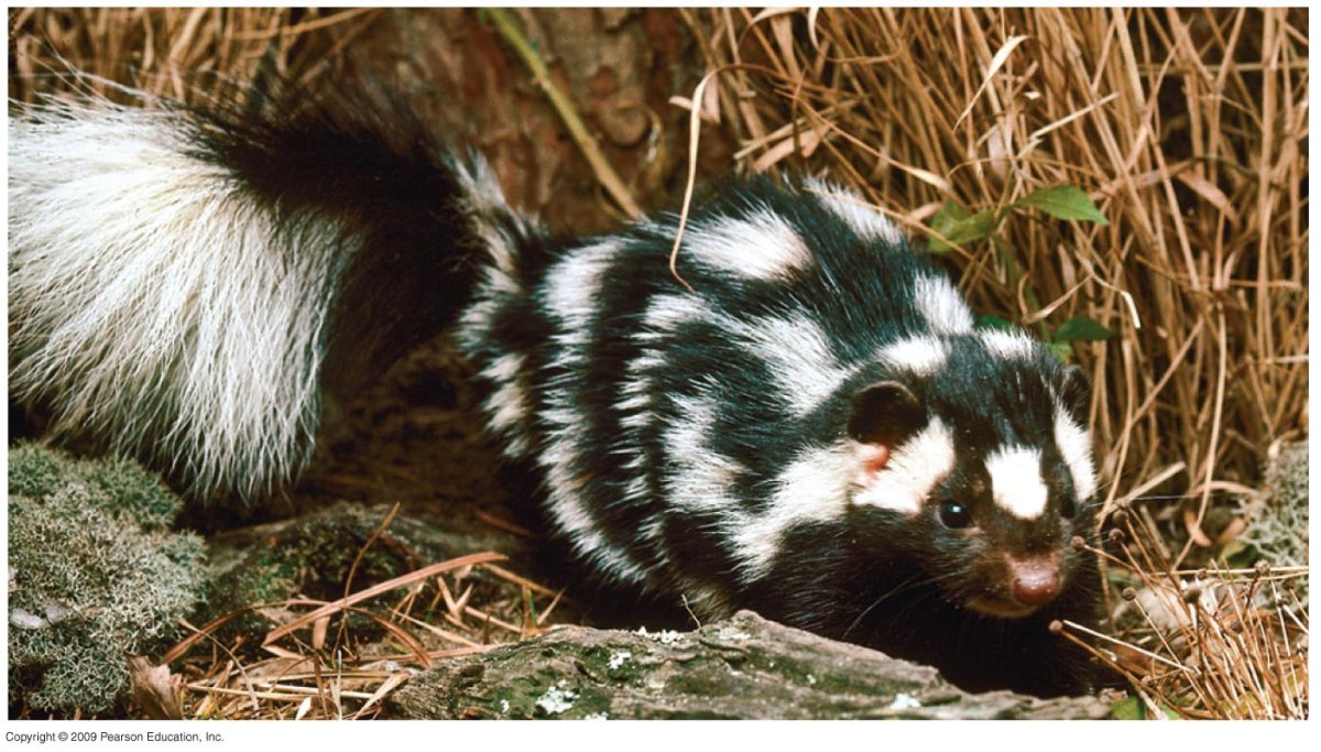 Пятнистый скунс