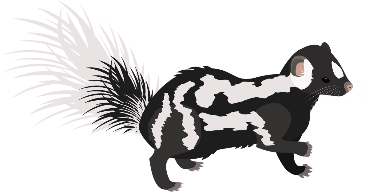 Восточный пятнистый скунс