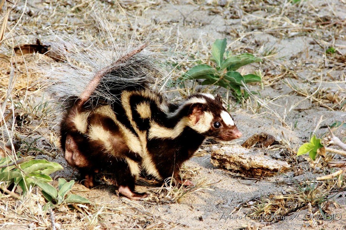 Пятнистый скунс