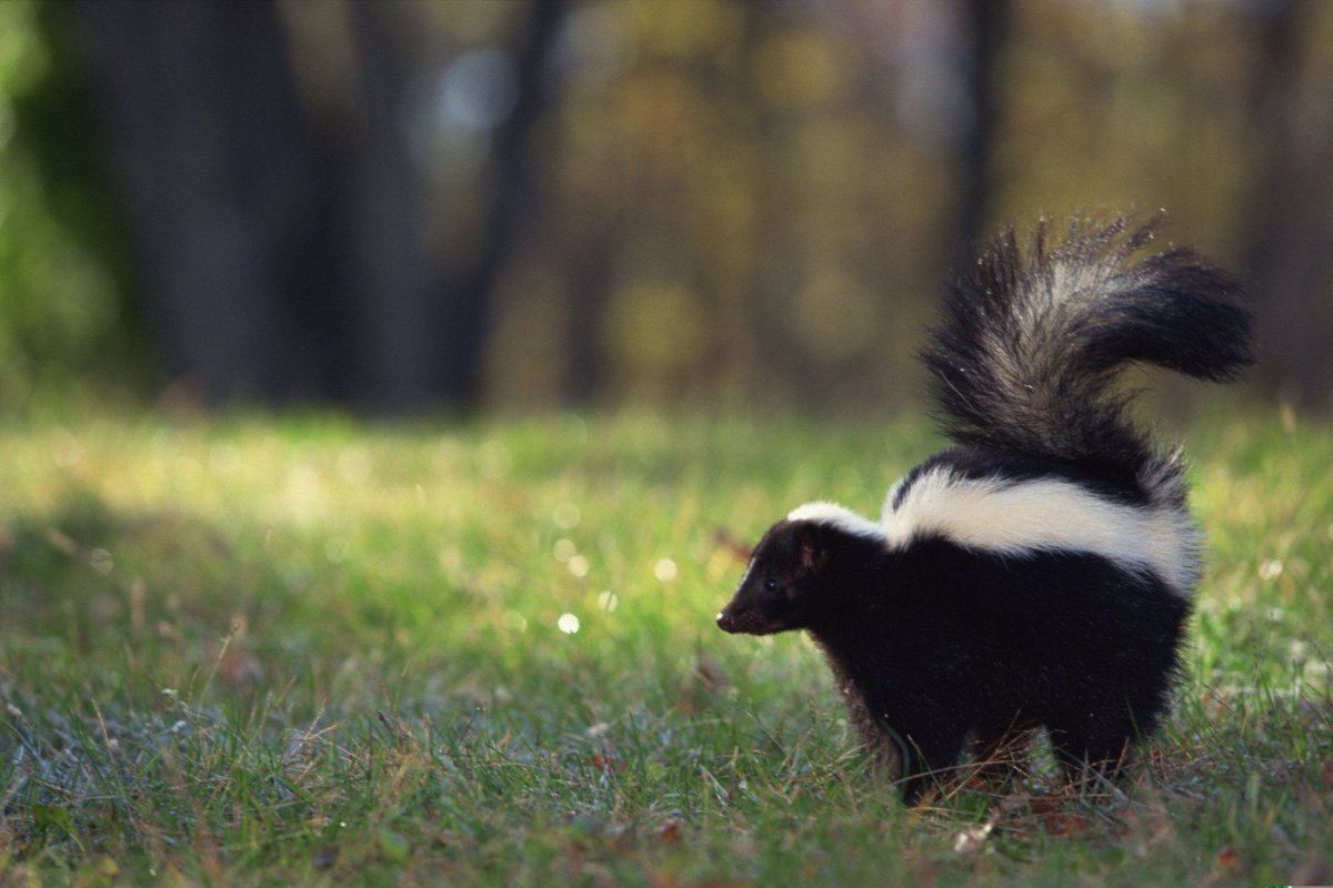 Скунс полоскун