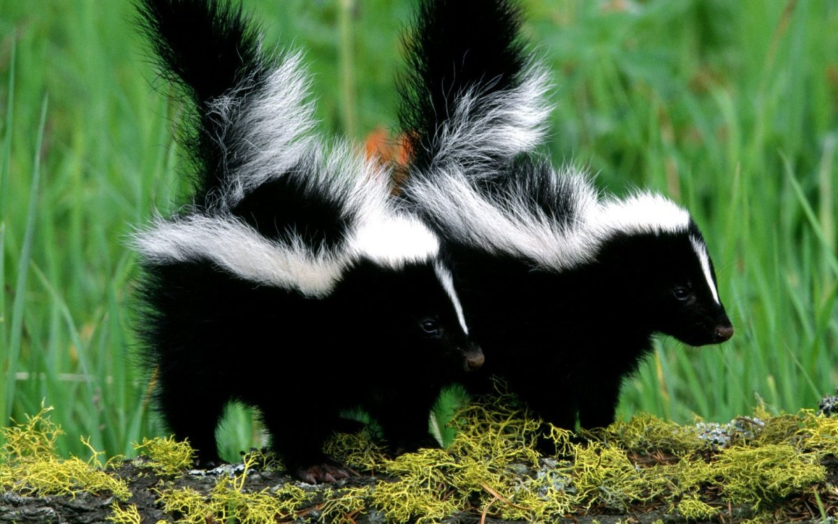 Полосатый скунс Северной Америки