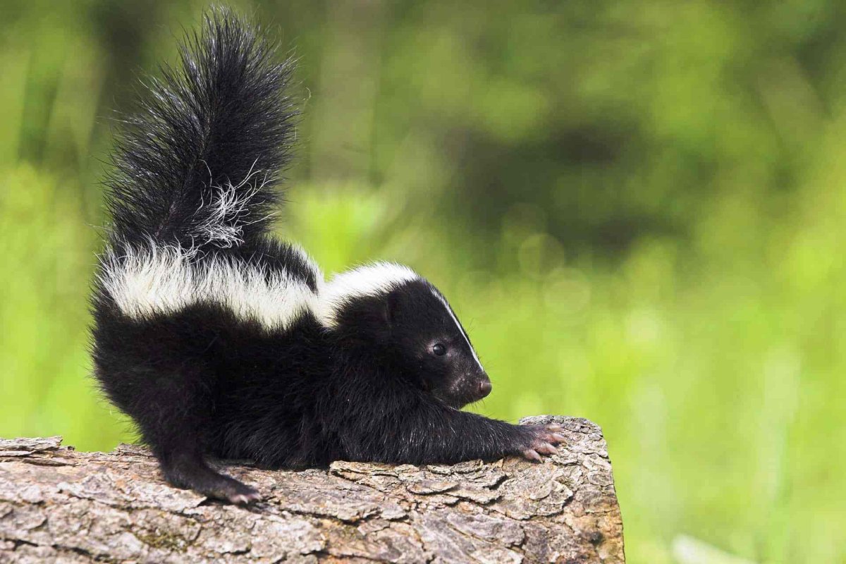 Патагонский скунс