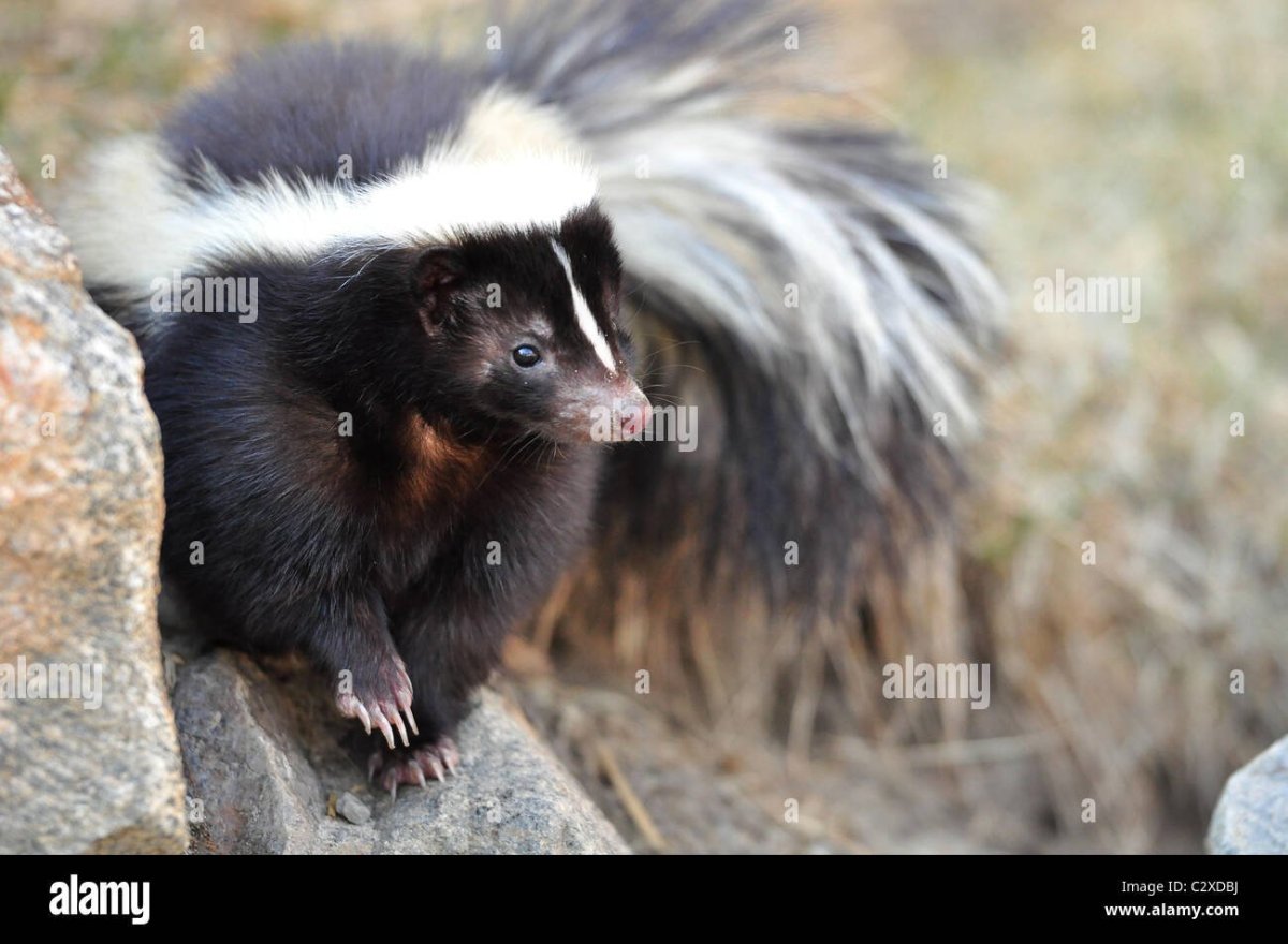 Полосатый скунс Северной Америки