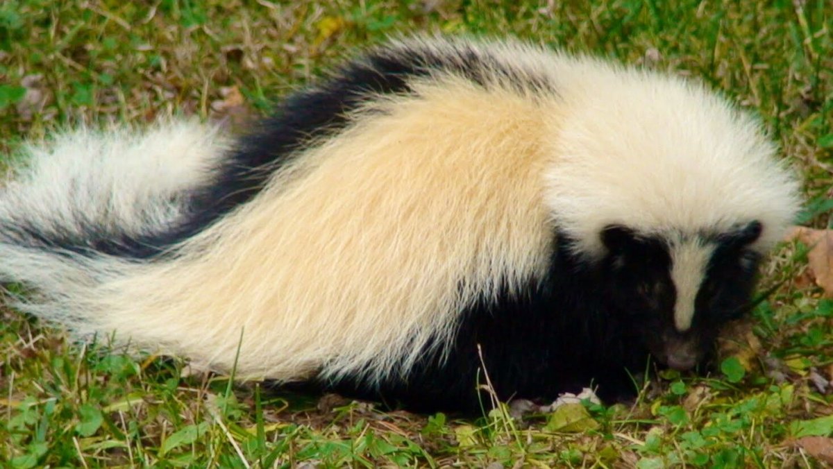 Полосатый скунс Северной Америки