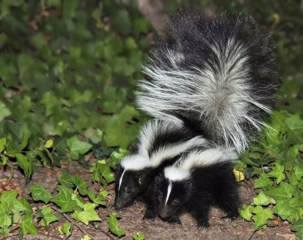 Полосатый скунс