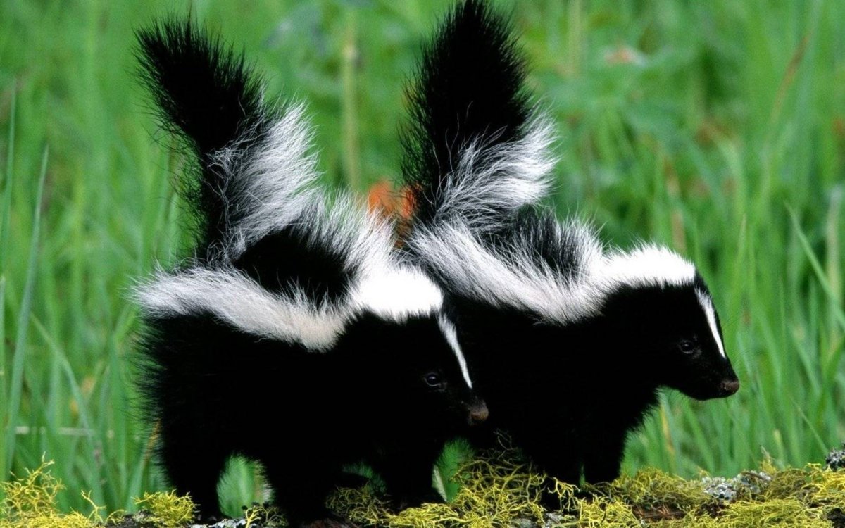 Пятнистый скунс