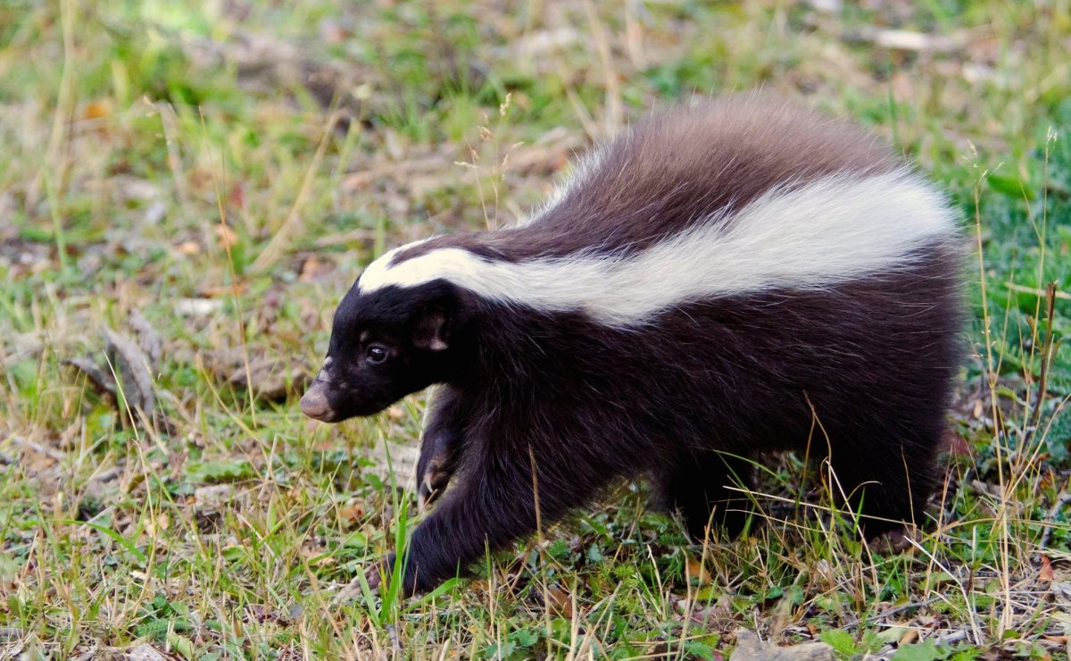 Скунс и барсук
