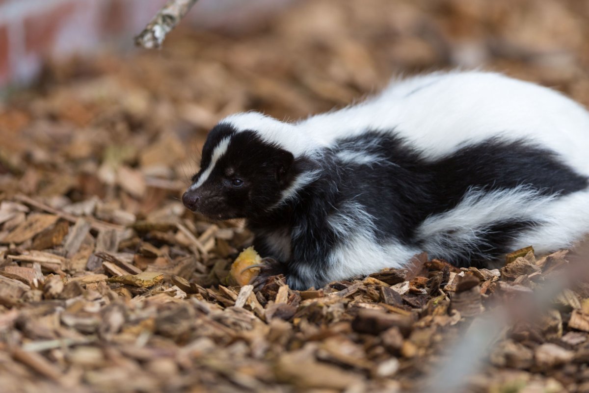 Скунс альбинос