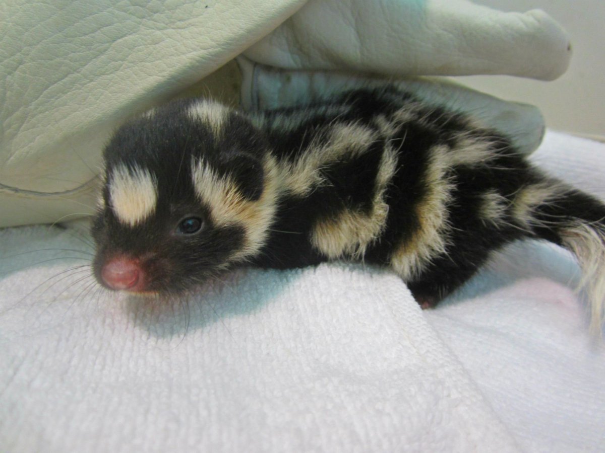 Малыш скунс