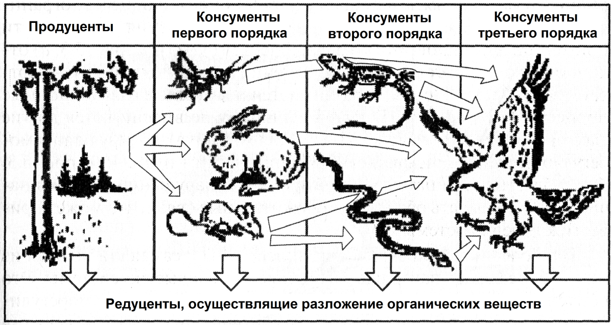 Схема цепи питания продуценты консументы редуценты