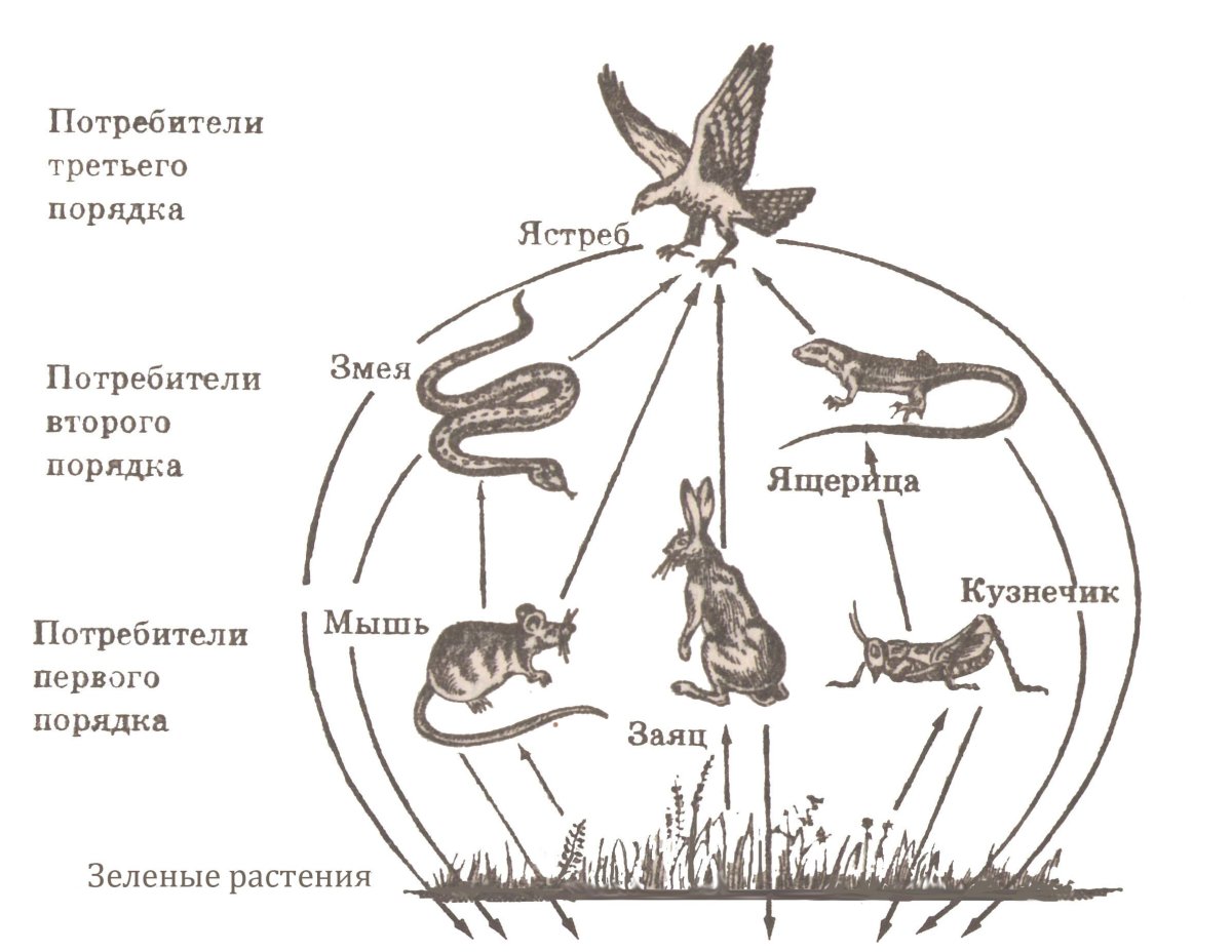 Схема пищевой сети Лесной экосистемы (по и.а. Шигареву, 1995)