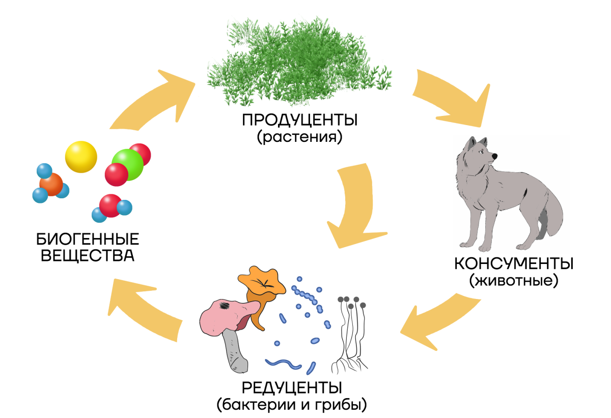 Продуценты 2) консументы 3) редуценты