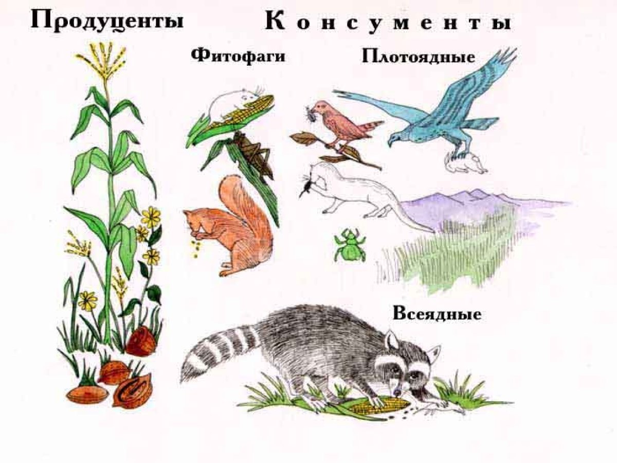 Продуценты рисунок