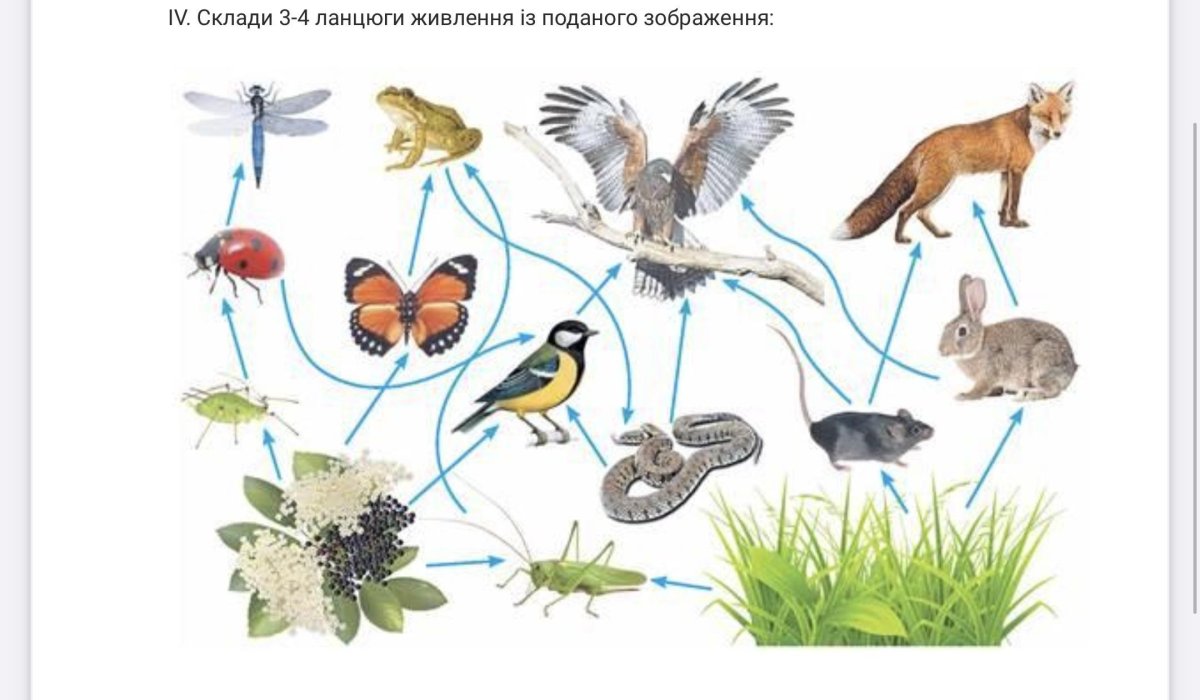 Консументы животных