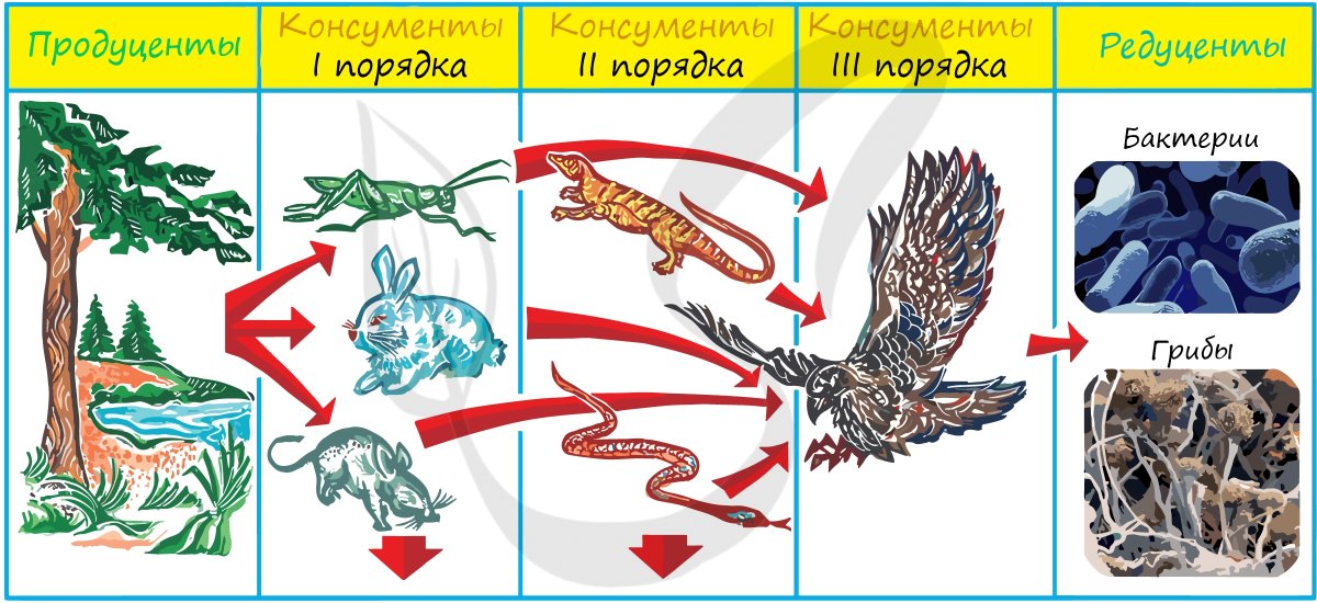Пищевая цепь продуценты консументы редуценты примеры