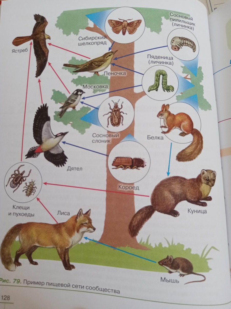 Пищевая цепочка