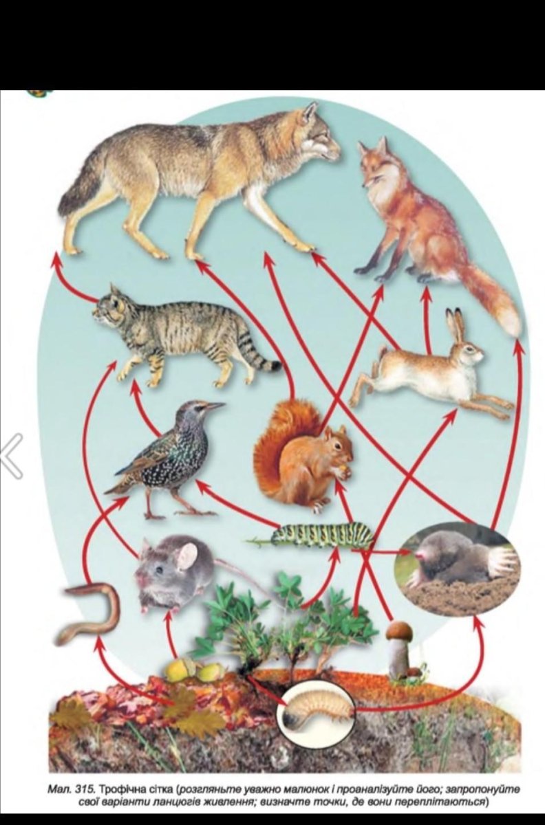 Пищевая цепь животных редуценты