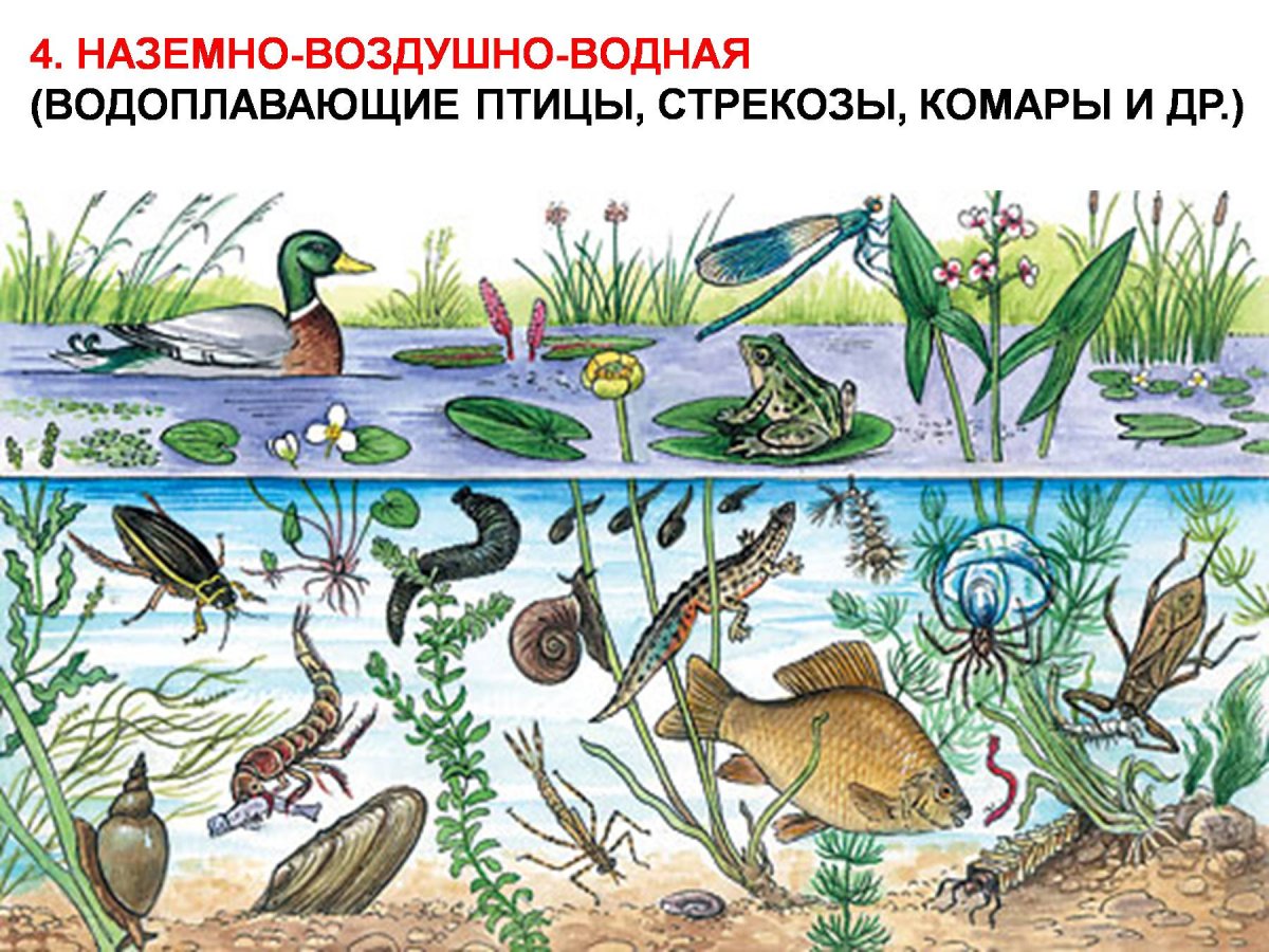 Природные сообщества и их обитатели