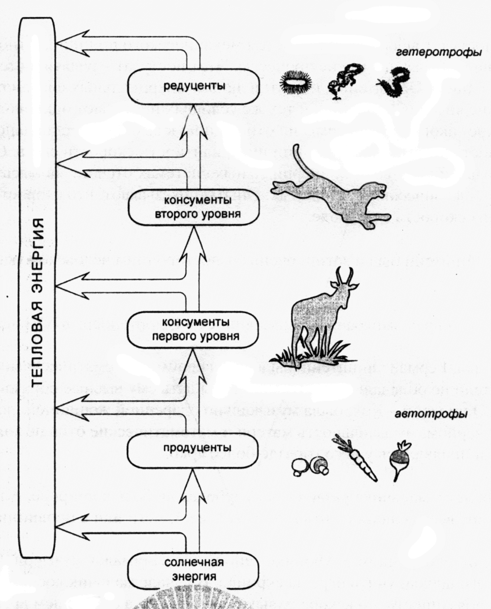 Продуценты консументы редуценты цепи и сети питания