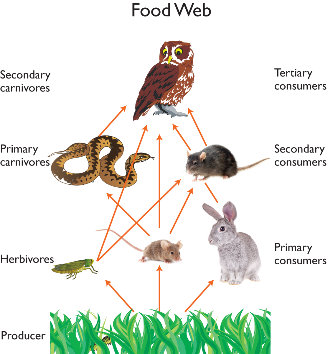 Пищевая цепь с совой