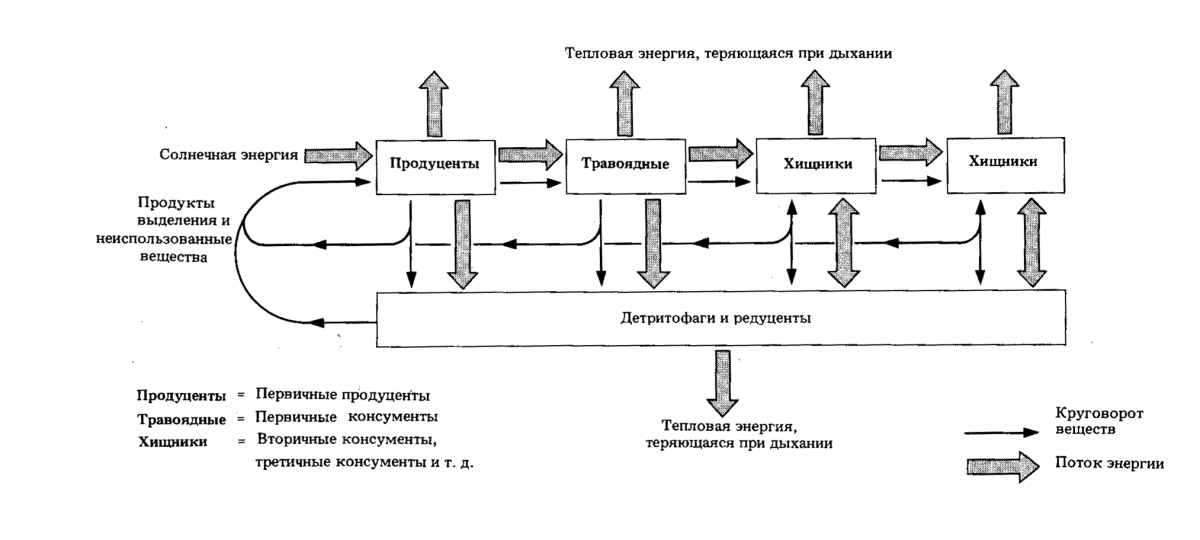 Схема потока энергии в экосистеме