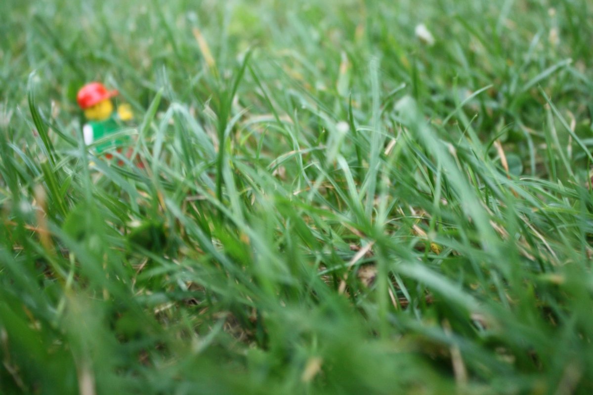 Трава продуцент