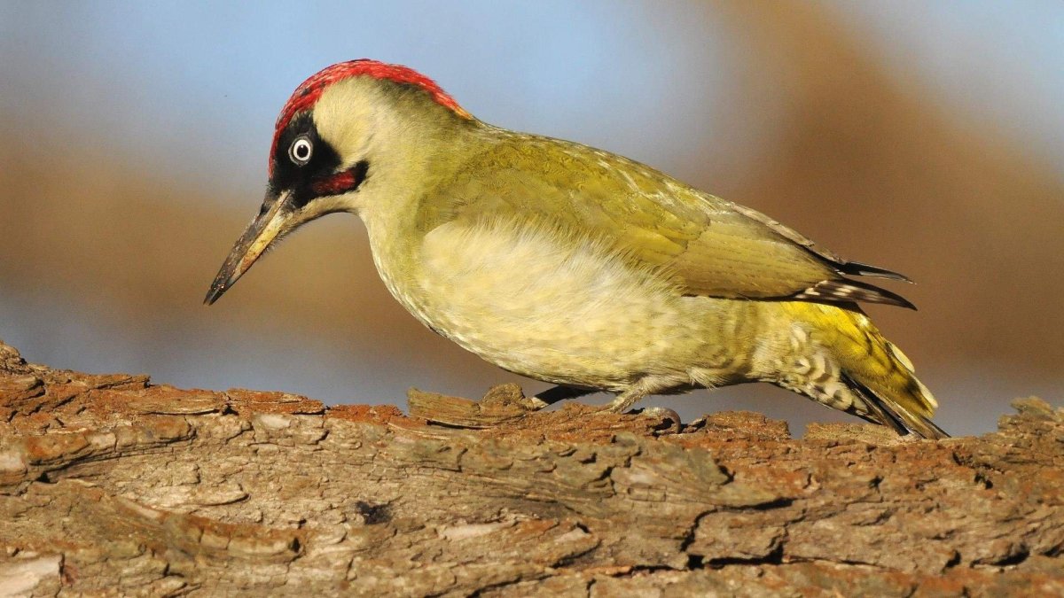 Зеленый дятел с красной головой