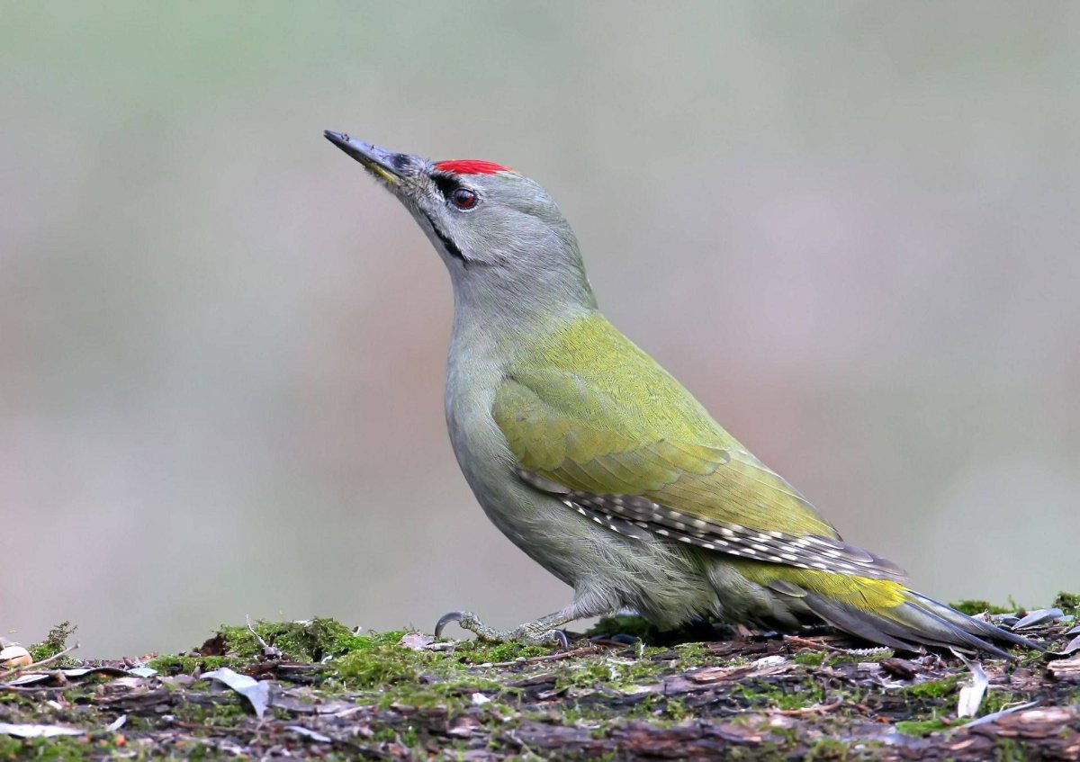 Седоголовый дятел красная книга