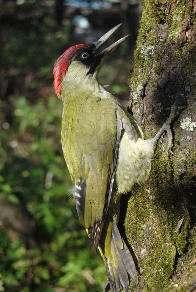 Левайлантов зелёный дятел