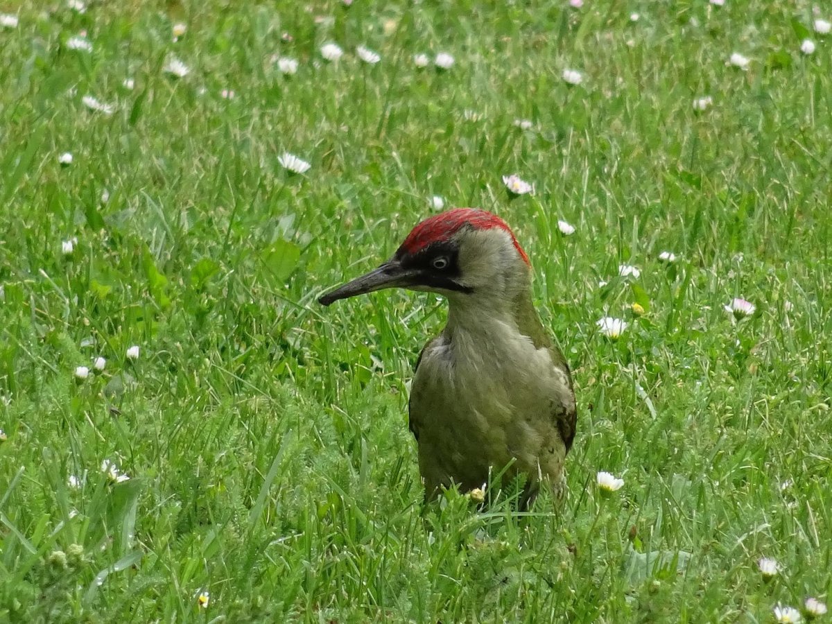 Зеленый дятел