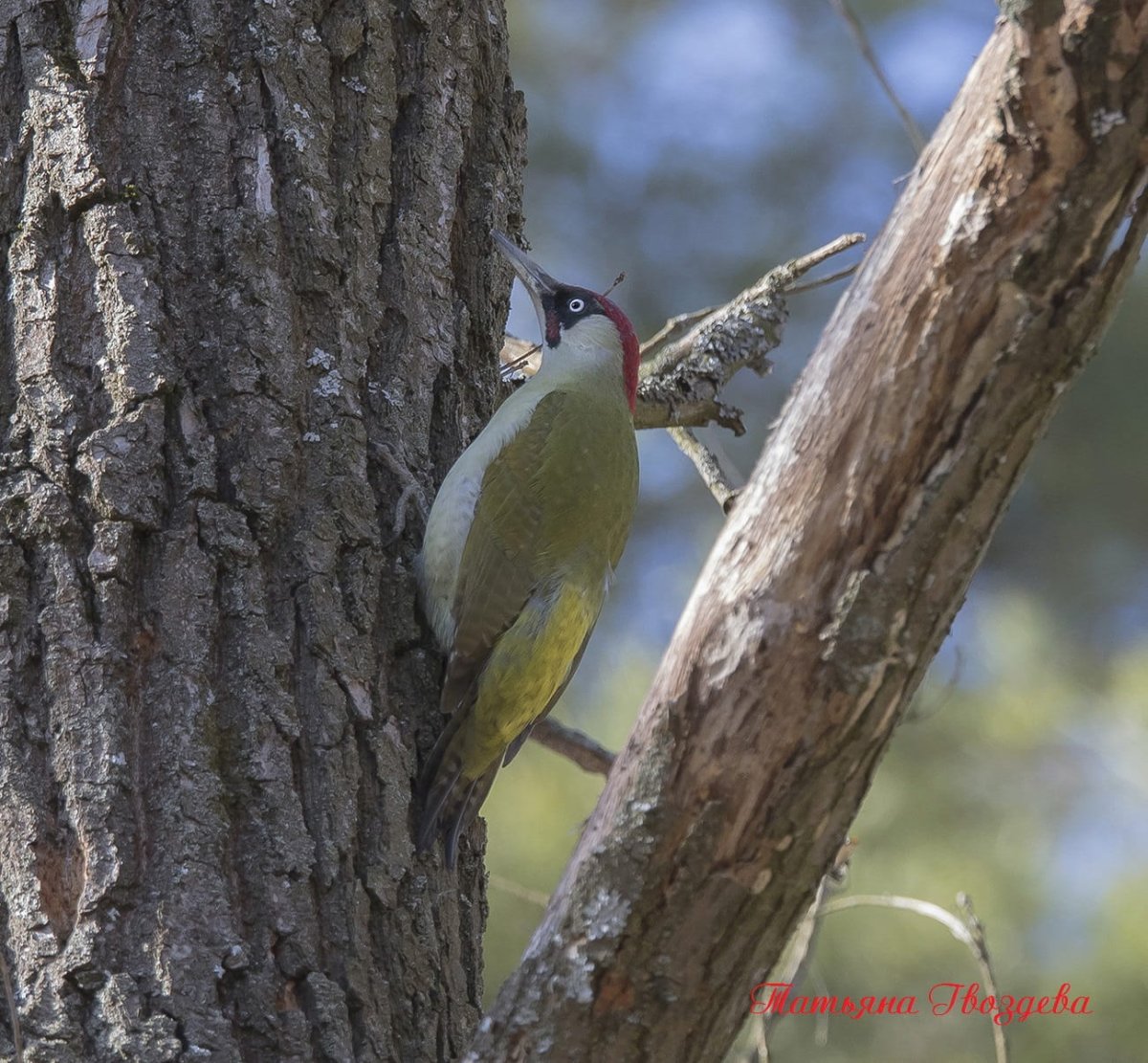 Зелёный дятел в Подмосковье