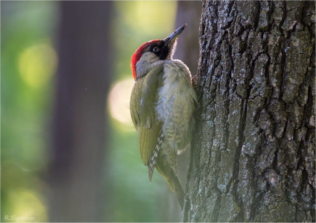 Дятел Лесной